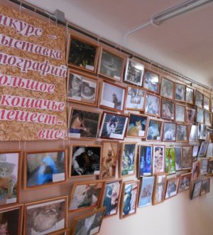 Большое кошачье путешествие